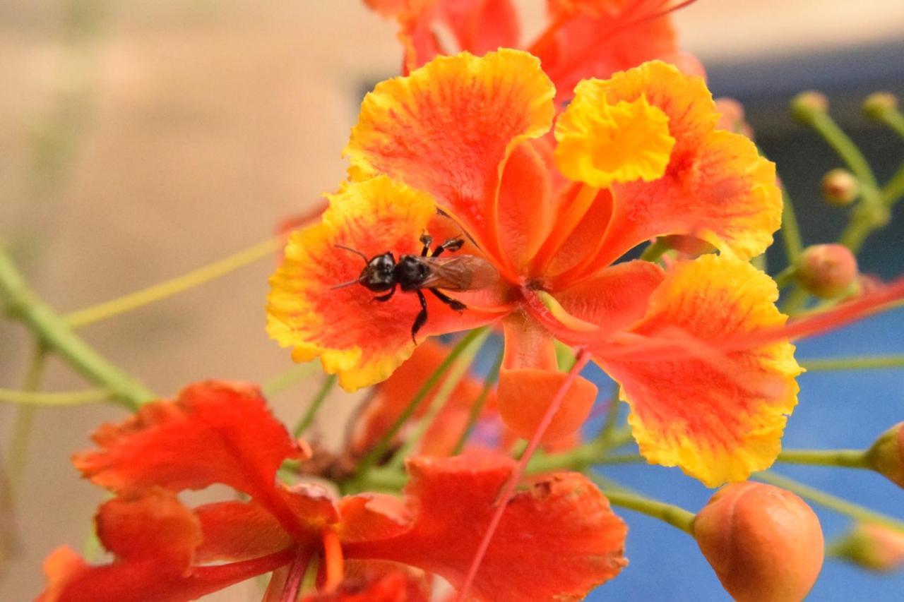 Casa Avi Fauna *