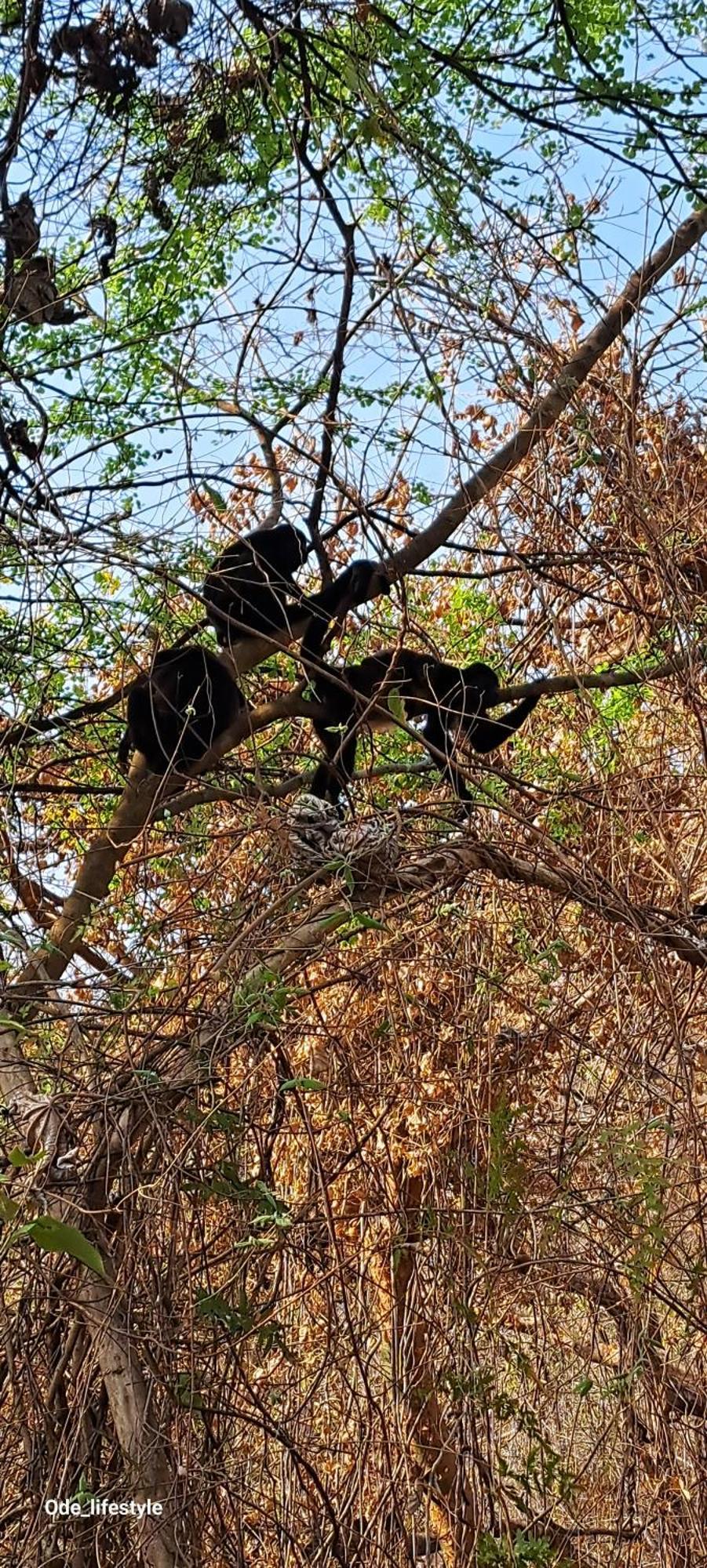 Casa Avi Fauna Homestay