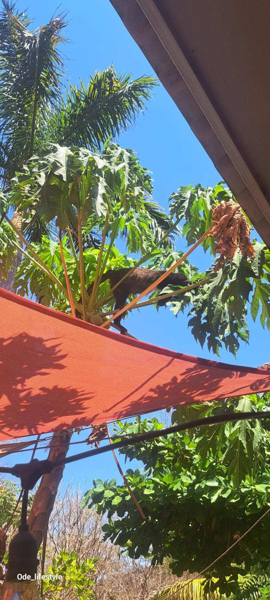 Casa Avi Fauna