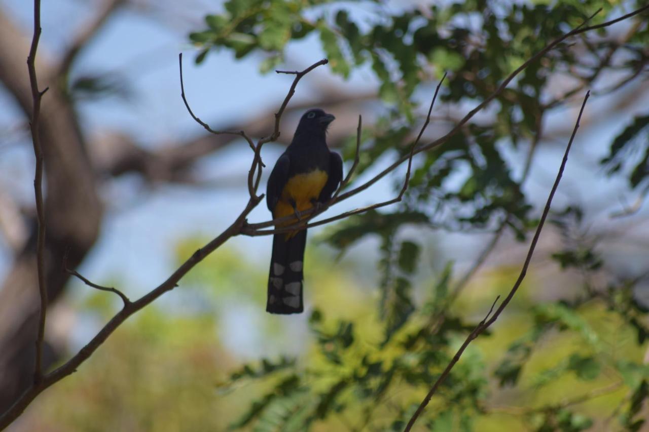 Homestay Casa Avi Fauna